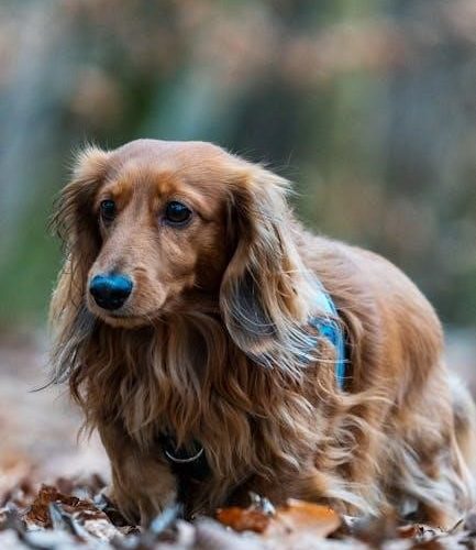 pdf hound of the baskervilles